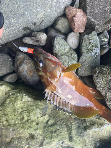 アカハタの釣果