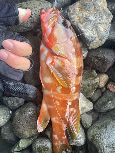 アカハタの釣果