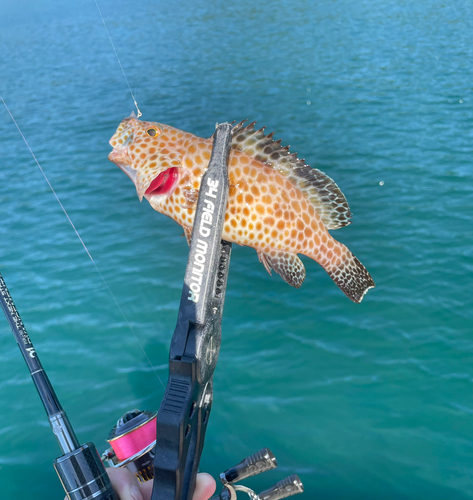 オオモンハタの釣果