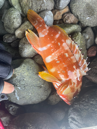 アカハタの釣果