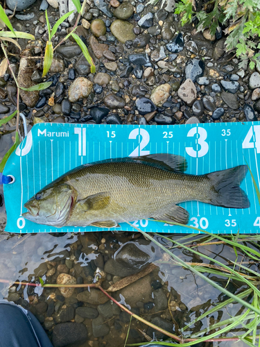 スモールマウスバスの釣果