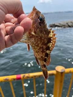 カサゴの釣果