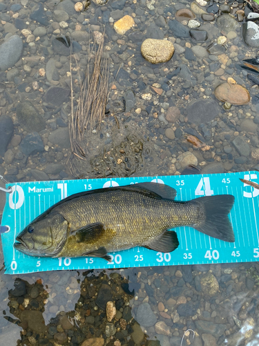 スモールマウスバスの釣果