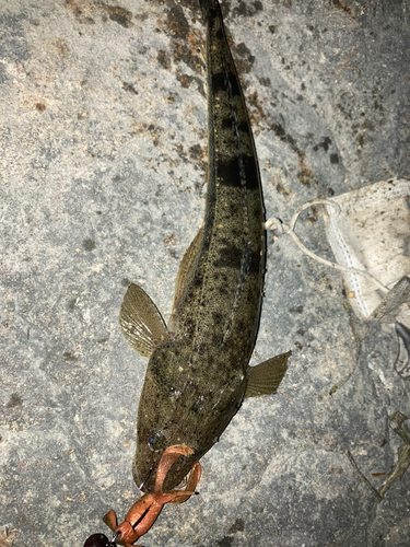 マゴチの釣果