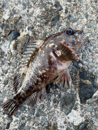 オウゴンムラソイの釣果