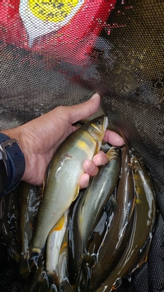 アユの釣果