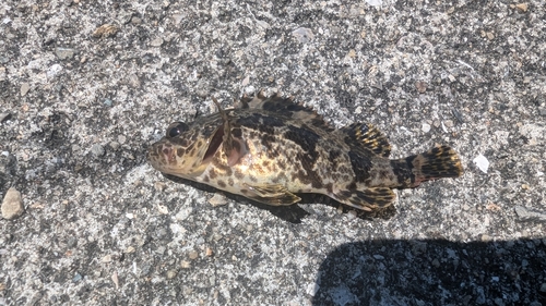 タケノコメバルの釣果