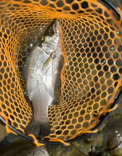 セイゴ（ヒラスズキ）の釣果