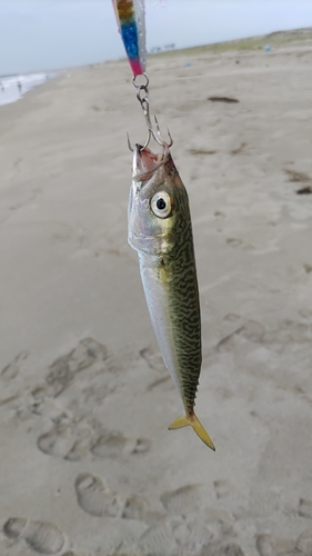 サバの釣果