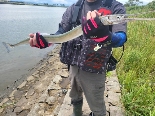 ダツの釣果