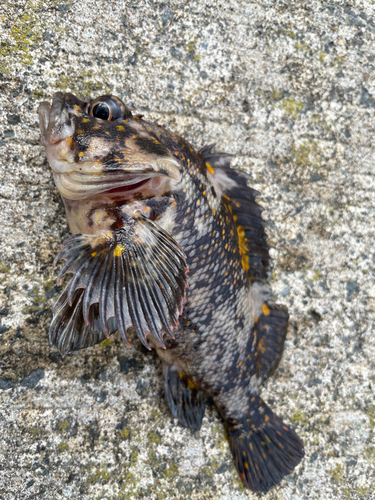 オウゴンムラソイの釣果