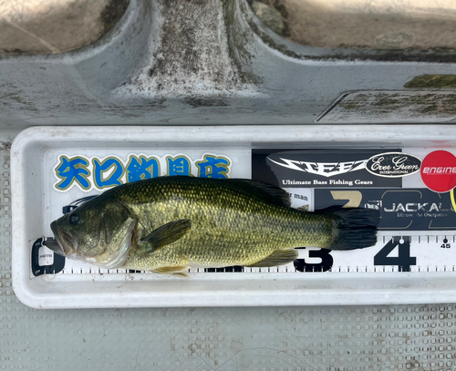 ブラックバスの釣果