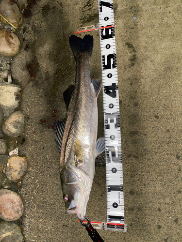 シーバスの釣果