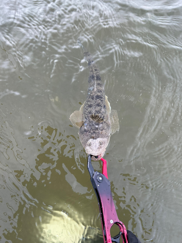 マゴチの釣果