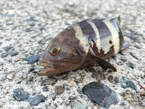 アオハタの釣果