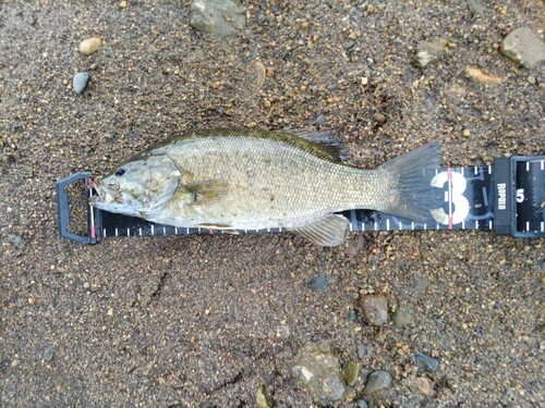 スモールマウスバスの釣果