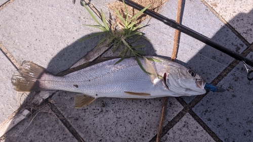 ニベの釣果