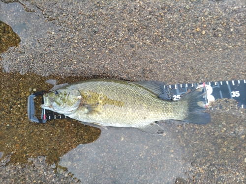 スモールマウスバスの釣果