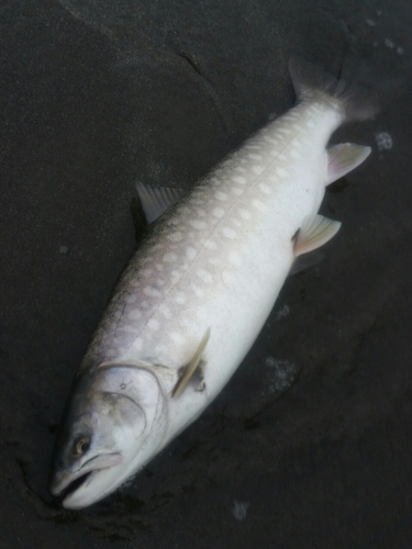 アメマスの釣果