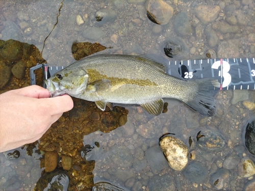 スモールマウスバスの釣果