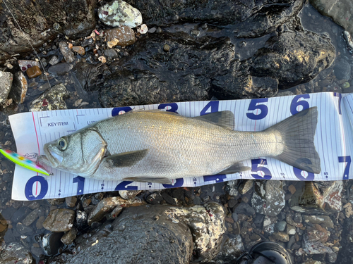 ヒラスズキの釣果