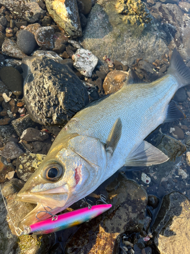 ヒラスズキの釣果