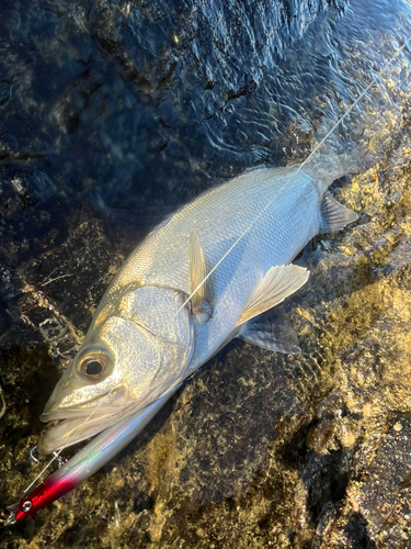 ヒラスズキの釣果