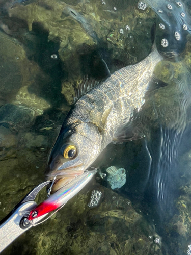 ヒラスズキの釣果