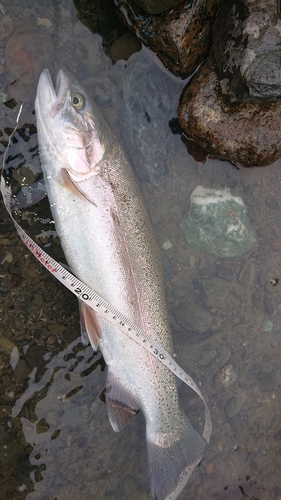 ニジマスの釣果