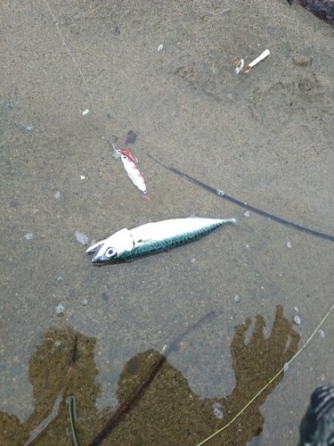 マサバの釣果