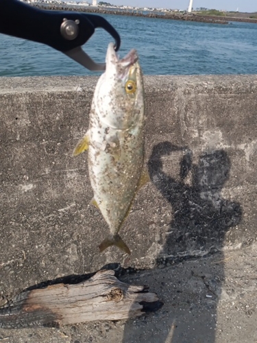 ワカシの釣果