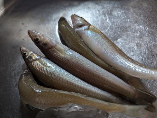 シロギスの釣果