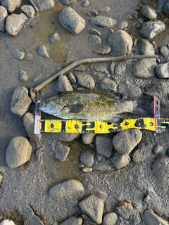 スモールマウスバスの釣果