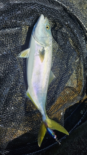 ツバスの釣果