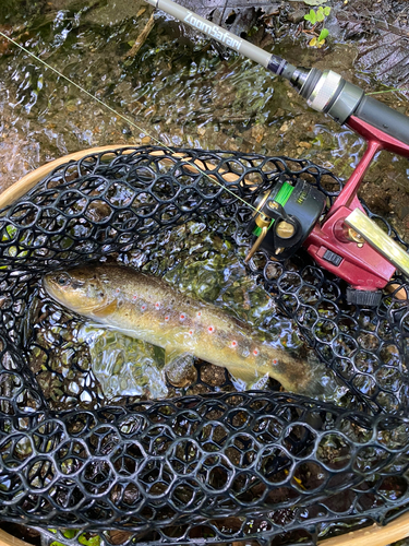 ブラウントラウトの釣果