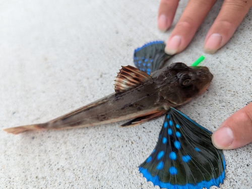 ホウボウの釣果