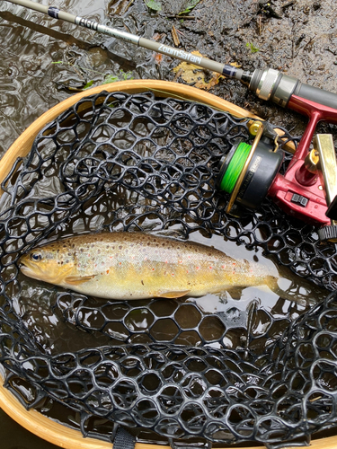 ブラウントラウトの釣果