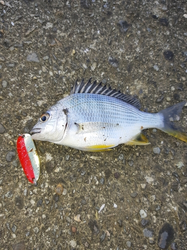 キビレの釣果