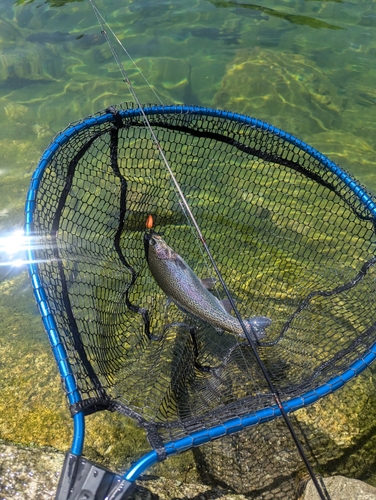 ニジマスの釣果