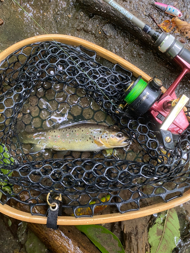 ブラウントラウトの釣果