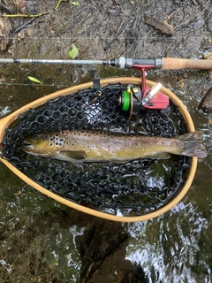 ブラウントラウトの釣果