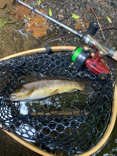 ブラウントラウトの釣果