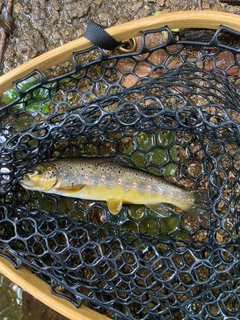 ブラウントラウトの釣果