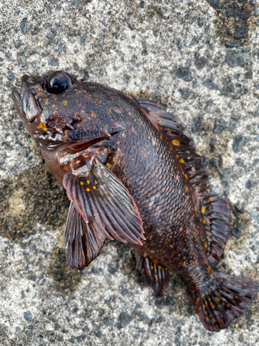 オウゴンムラソイの釣果