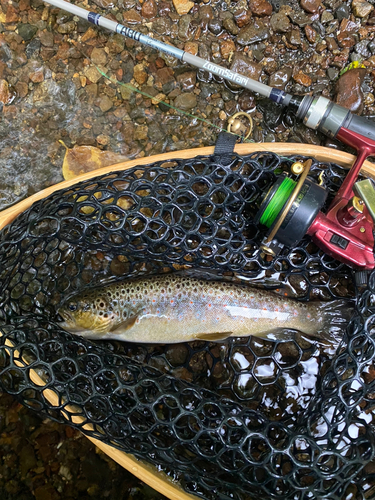 ブラウントラウトの釣果