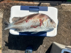 コショウダイの釣果