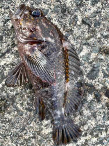 オウゴンムラソイの釣果