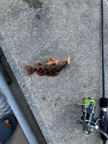 カサゴの釣果