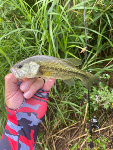 ラージマウスバスの釣果