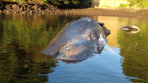 釣果